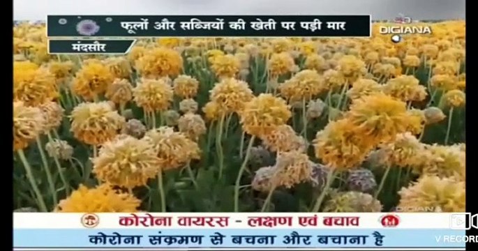 मंदसौर जिले में किसान परेशान, मंदी के दौर में नहीं बिक रही फसल