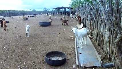 REBANHO DE CABRAS