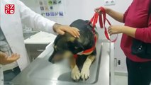 Ölüme terk edilen köpeğin imdadına hayvanseverler yetişti