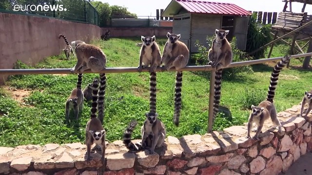 Γεννητούρια το Αττικό Ζωολογικό Πάρκο εν μέσω καραντίνας