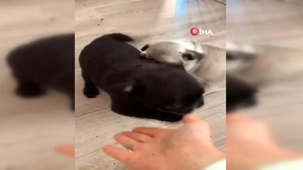 Isla ve eşi karantinadan çıktı