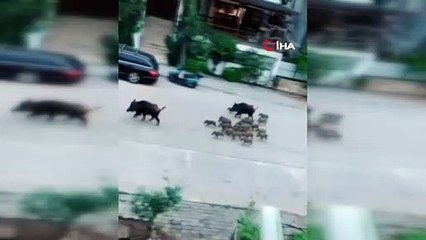 Ünlü turizm beldesinde turistlerin yerini domuzlar aldı