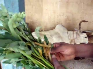 Cow farm in Madurai Meenakshi Temple