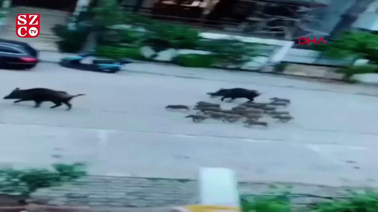 Domuzlar sokaklarda
