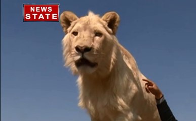 यहां जंगल का राजा लोगों को नहीं पहुंचाता नुकसान