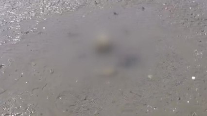 안산 대부도 갯벌에서 백골 시신 발견...국과수 의뢰 / YTN