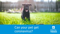 A tiger caught coronavirus. Are house pets vulnerable too?