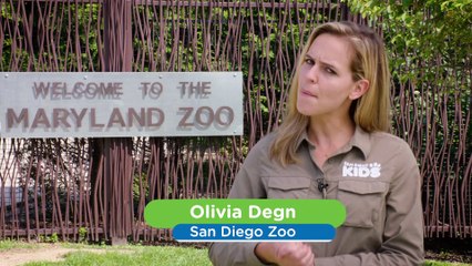 See the Creative Ways Zookeepers Keep Animals Cool