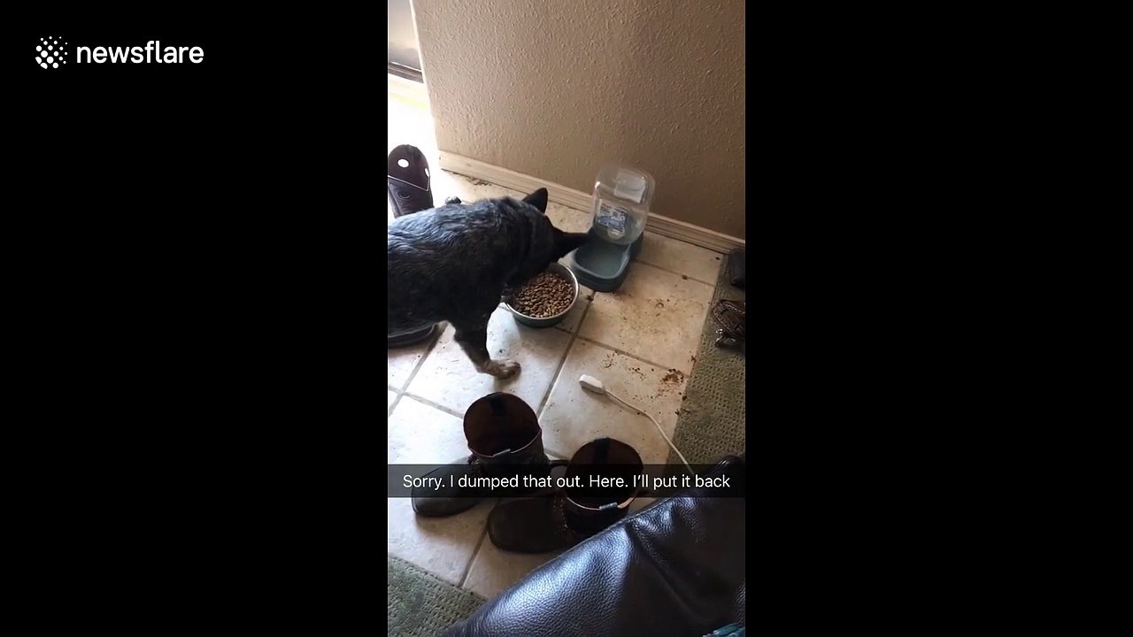 'Sorry Mum!' Dog cleans up after himself after making a mess