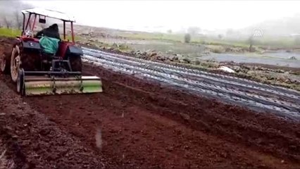 Çiftçiler kar yağışı altında çilek ekimi yapıyor