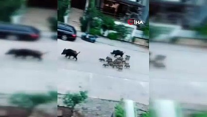 Ünlü turizm beldesinde domuzlar caddelerde geziyor