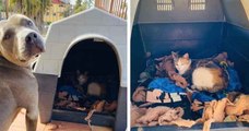 Au Mexique, un pitbull invite une chatte errante dans sa niche et l'aide à accoucher