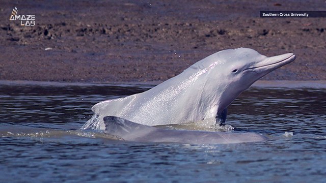 Video Captures Dolphins 'Beaching' Themselves in Risky Feeding Behavior