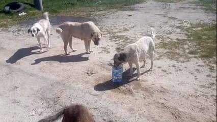 Sokak hayvanları için ormanlık alanlara yem bırakıldı