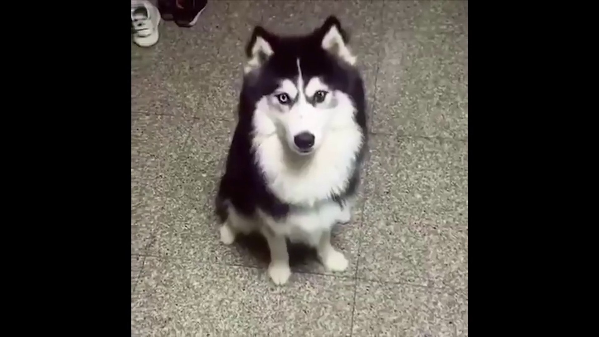 ⁣Funny Animals & Pets compilation