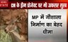 Madhya pradesh: MP में गौशाला का निर्माण बेहद धीमा, सीएम ने लगाई अधिकारियों को फटकार
