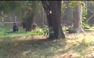 दिल्ली : एक बार फिर शेर के पिंजरे में गिरा युवक, जानिए फिर क्या हुआ