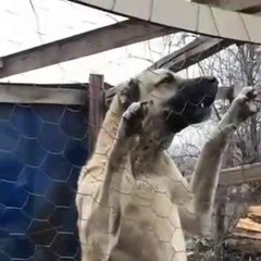 Скачать видео: KAFESTE BiR ASLAN SiVAS KANGAL KOPEGi -ANGRY KANGAL SHEPHERD DOG