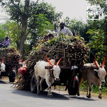 Maharashtra : Government Allows Conditional Travel For 1 Lakh Migrant Sugarcane Workers