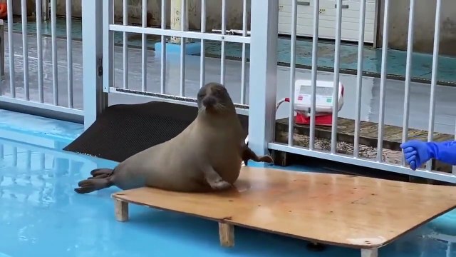 Peser un phoque ? Simple il suffit d'avoir des sardines !