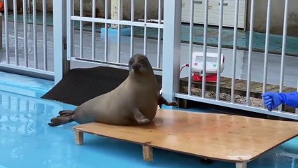 Peser un phoque ? Simple il suffit d'avoir des sardines !