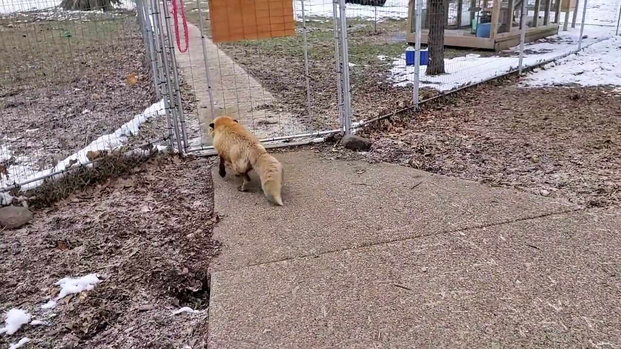 Mort de rire, ce renard n'arrête pas de rigoler !