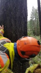 Cutting Down a Big Tree, Solo