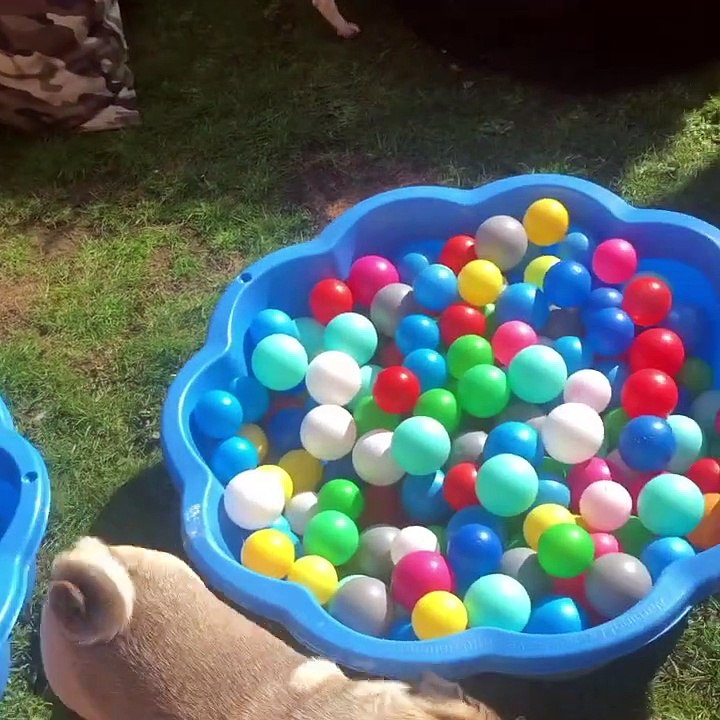 Pug Playtime in Lockdown