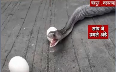 जब कोबरा ने उगले मुर्गी के 9 अंडे, वीडियो देख हैरान हो जाएंगे आप