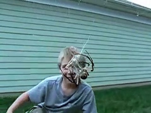 Une énorme araignée emballe son repas sous les yeux d'un enfant