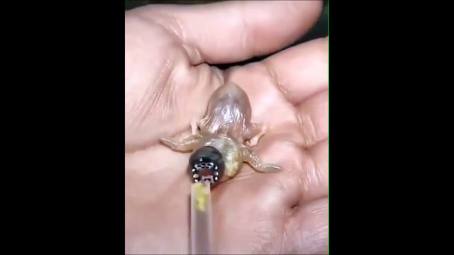 Cette créature ressemble au Démogorgon de Stranger Things : animal terrifiant