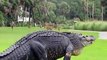 Ce n'est pas un terrain de golf mais un zoo... enorme alligator sur le green