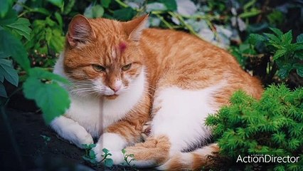 Nature cat outdoor animals