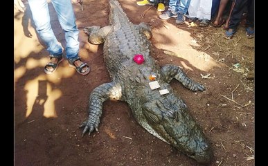 एक मगरमच्‍छ के मरने पर पूरे गांव वालों की आंखों में आंसू, जानें ऐसा क्‍या था उसमें