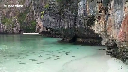 Blacktip reef sharks swim through bay in Thailand as COVID-19 closes surrounding beaches