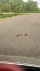 Birds Dance While Crossing the Street
