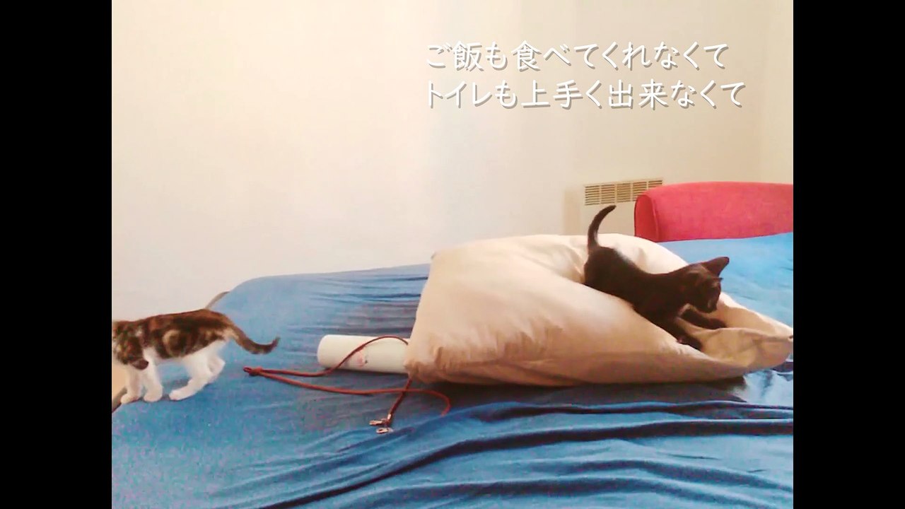 猫を飼うとこうなります。