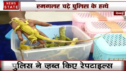 Chennai: एयरपोर्ट पर तस्करों के पास से मिलीं वन्यजीवों की दुर्लभ प्रजातियां, कस्टम विभाग ने गिरफ्तार किए 3 आरोपी