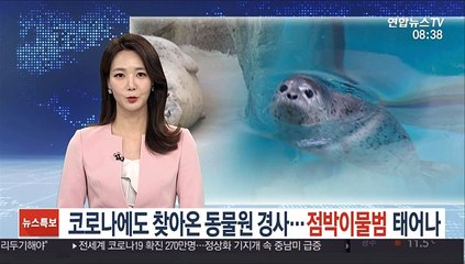 코로나에도 찾아온 동물원 경사…점박이물범 태어나