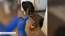 Cat Is Freaked Out By Rubber Toy