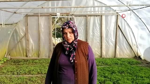 Evinin bahçesine kurduğu serada 100 bin fide üretiyor