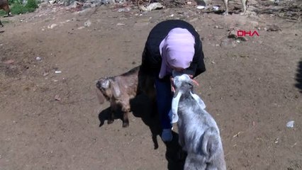 KUAFÖRLÜĞÜ BIRAKIP, HAYVANCILIĞA BAŞLADI: MÜZİK DİNLETİYORUM SAKİNLEŞİYORLAR