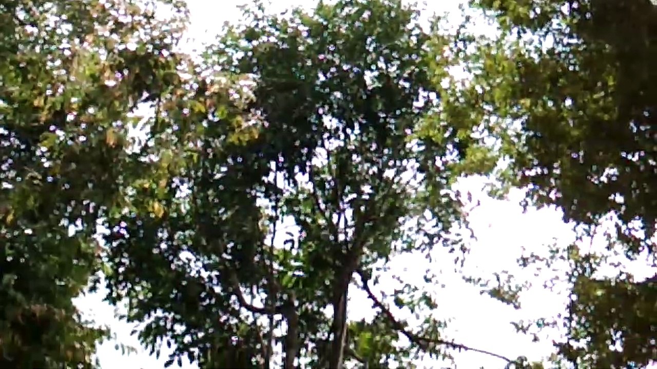 Monkey Pig