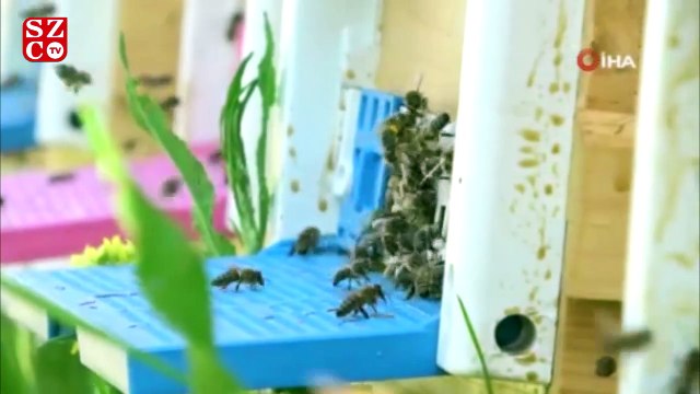 Kilosu 7 bin lira olan sütün sağımına başlandı