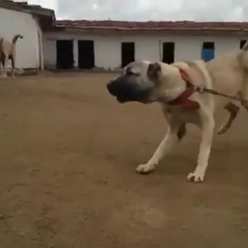 KANGAL KOPEKLERi CiFTLiGiNDE KANGALLAR UCUYOR - FLYiNG KANGAL SHEPHERD DOGS