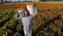 Farmers cultivating flowers facing huge crisis amid lockdown