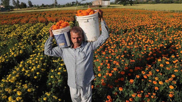 Farmers cultivating flowers facing huge crisis amid lockdown