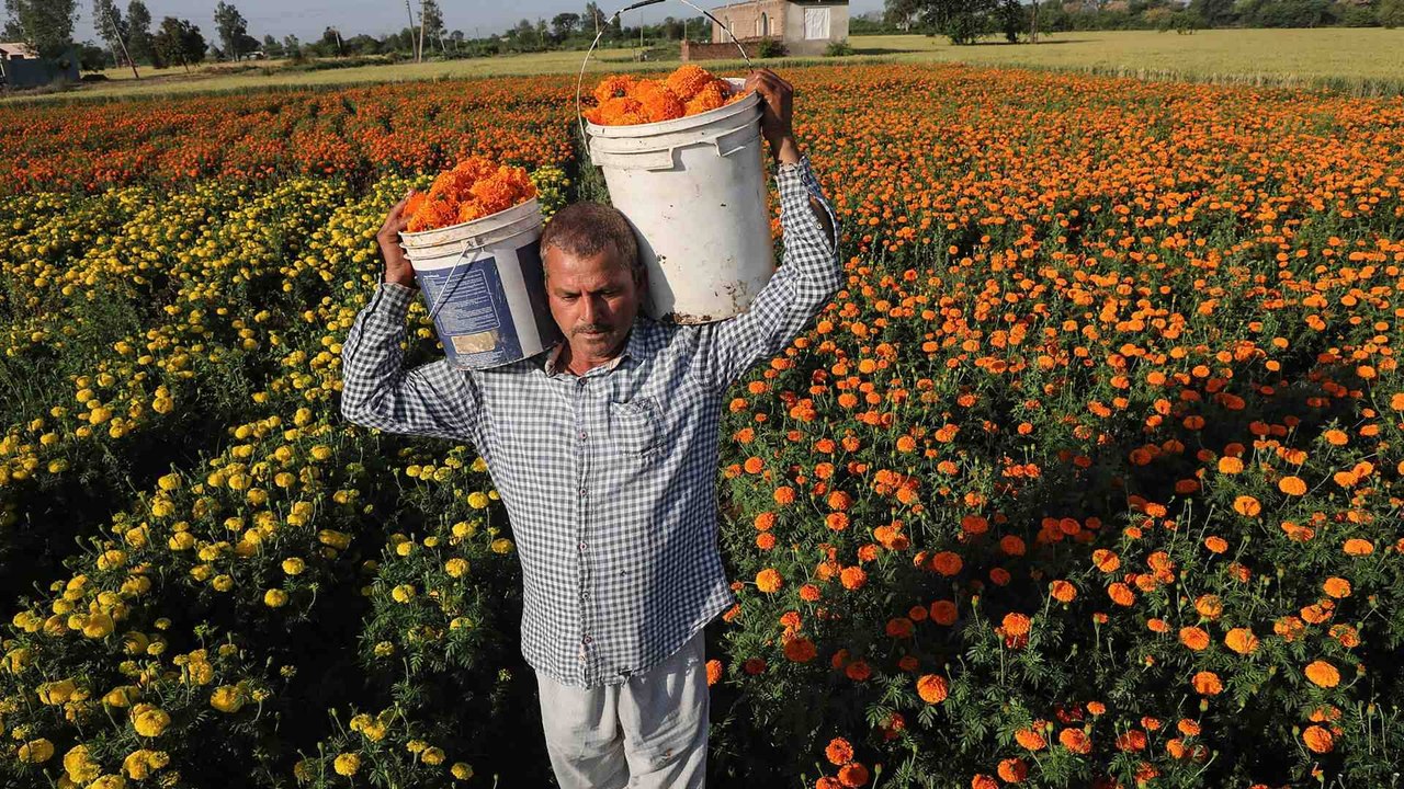 Farmers cultivating flowers facing huge crisis amid lockdown