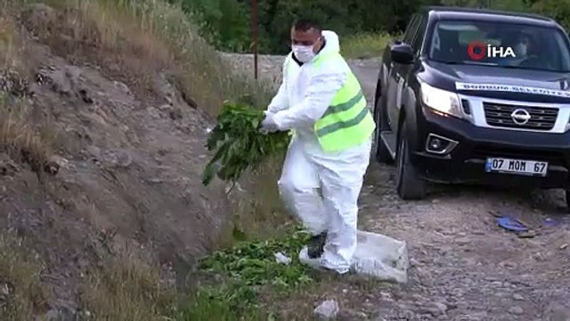 Bodrum'a sessizlik çökünce yaban domuzları şehre indi