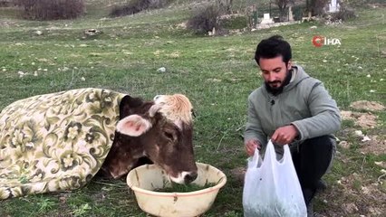 Hasta ineğin başında gece gündüz nöbet tutuyor